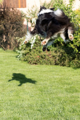 Naklejka na ściany i meble Border collie is jumping and catching its shadow