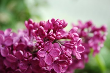 Lilac flowers, purple Close-up 