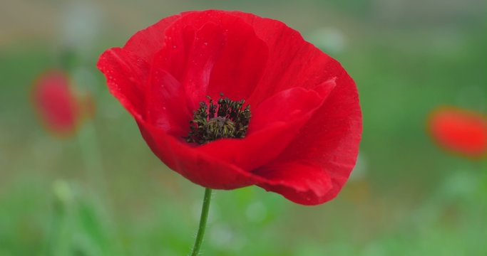 Large red poppy close up dolly 4k shot