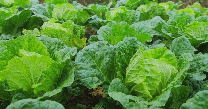 Natural field of green lettuce salad cultivation 4k video