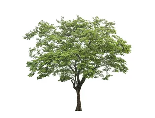 Photo sur Plexiglas Arbres arbre isoler sur fond blanc