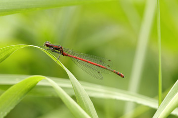 Frühe Adonislibelle