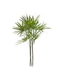 Palm tree isolate on white