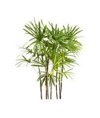 Palm tree isolate on white