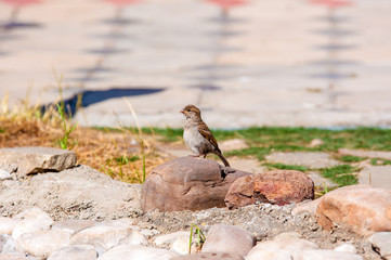 House Sparrow