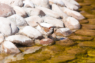 House Sparrow