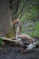 Large Immature Interior Goose