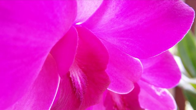 Pink color petals of orchid flower in tropical garden in Asia