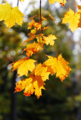 autumn maple leaves