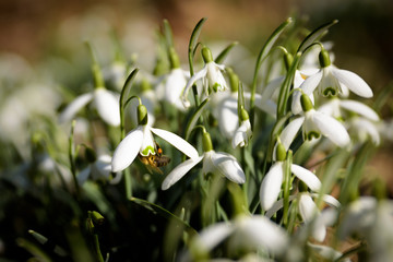 Fototapeta premium Biene und Blumen