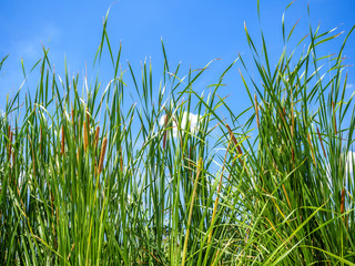 green water plants in tropical wetland