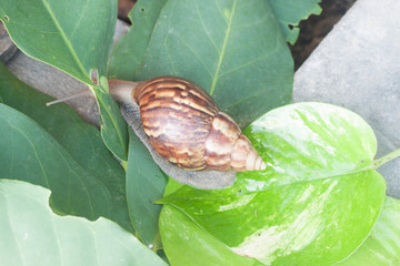 snail (Helix pomatia, Burgundy snail, Roman snail, edible snail,