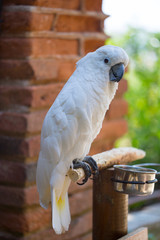 Large white parrot cockatoo