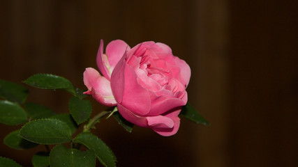 eine wunderschöne Edelrose aus meinem Garten