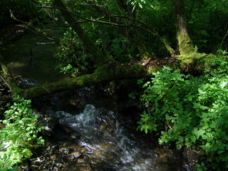 лесной ручей