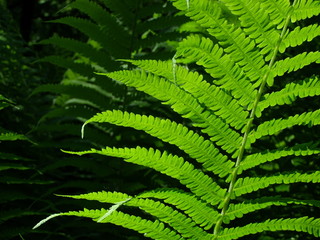 папоротник