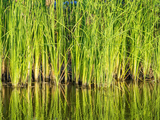 green water plants in tropical wetland