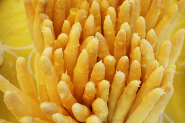 white asparagus