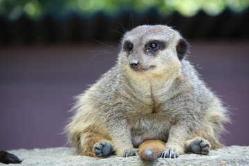 アドベンチャーワールドのミーアキャット