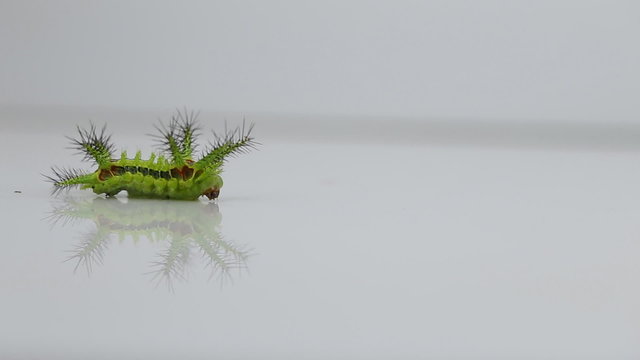 Stinging nettle slug caterpillar moth walking on floor