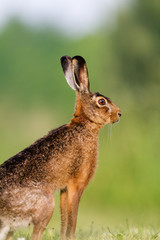 Jackrabbit of Brown hare