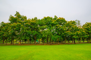 Fototapeta na wymiar Green public park outdoor with tree and sky