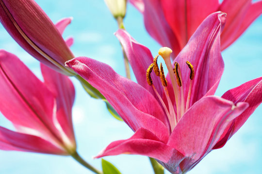 Fototapeta Pink Lilium Flowers on a Blue Pond Background