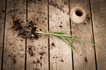 chives tied with a rope to the ground