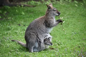 Photo sur Plexiglas Kangourou Känguru mit Baby