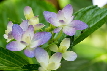 薄紫の花