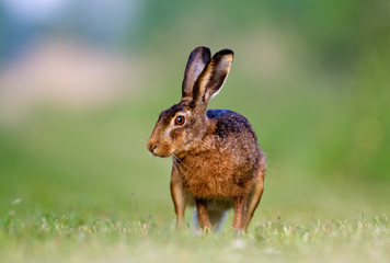 Obraz premium Brown hare looking up while grazing