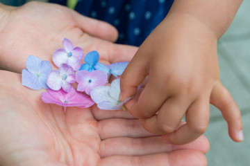 Obraz na płótnie Canvas 紫陽花の花で遊ぶ親子