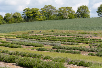 Fototapeta na wymiar Lavender plants growing in rows on farm