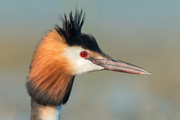 Great crested grebe portrait