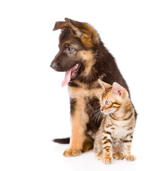 german shepherd puppy and bengal kitten looking away. isolated o