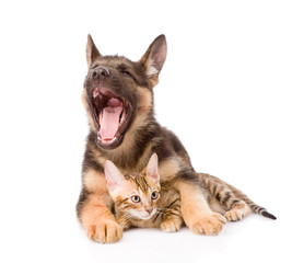 little bengal cat and yawning german shepherd puppy dog together
