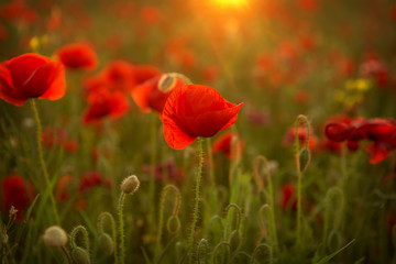Obraz na płótnie Canvas Poppies at sunset
