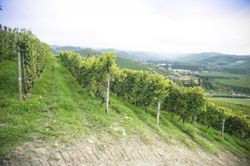 Fototapeta na wymiar Vineyard in northern Italy