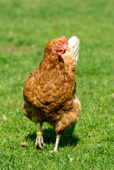 Braunes Huhn vor unscharf abgebildeten Hühnern auf Grünfläche