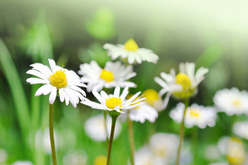 Fototapeta premium Daisy flowers