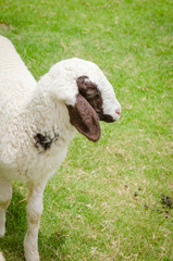 Goats are friendly animals