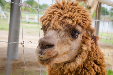 Alpaca,closeup of Alpaca