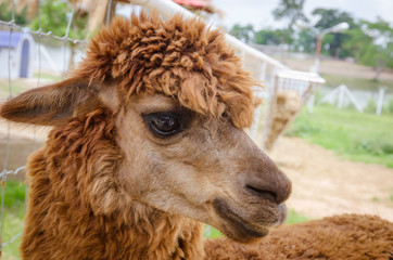 Fototapeta premium Alpaca,closeup of Alpaca