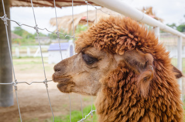 Alpaca,closeup of Alpaca