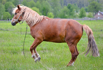Naklejka na ściany i meble Chestnut horse/Young horse grazing in the meadow