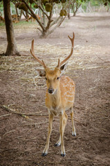 Naklejka na ściany i meble Chital or cheetal deer (Axis axis)