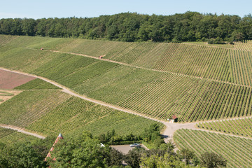 Weinberge