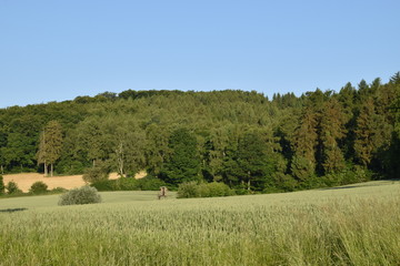 Fototapeta premium Waldrand im Frühsommer