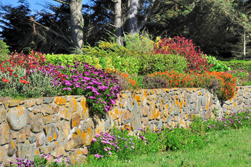 Fleurs vivaces de Bretagne sur un mur de granit