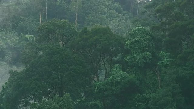 Evaporation in humid tropical forest during monsoon rain season. Timelapse video
